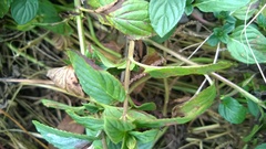 Mentha × piperita