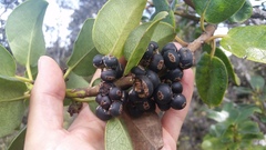 Ilex anomala
