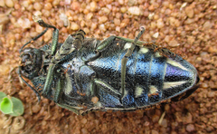 Sternocera orissa orissa