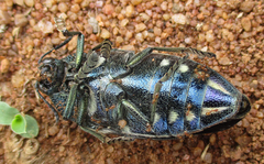 Sternocera orissa orissa