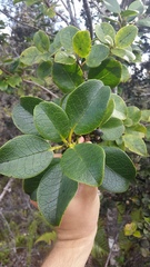 Ilex anomala