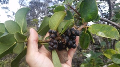 Ilex anomala