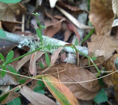 Galium bermudense
