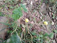 Solanum myriacanthum