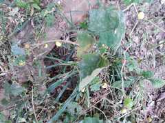 Solanum myriacanthum