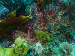 Heteroclinus roseus
