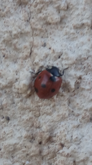 Coccinella algerica