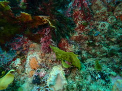 Heteroclinus roseus
