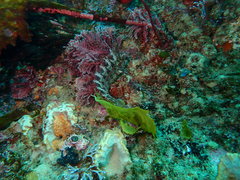 Heteroclinus roseus