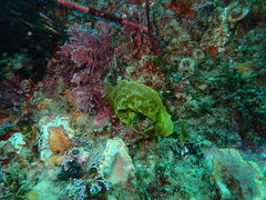 Heteroclinus roseus