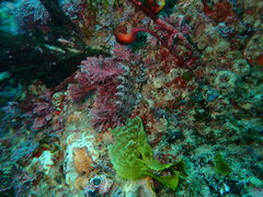 Heteroclinus roseus