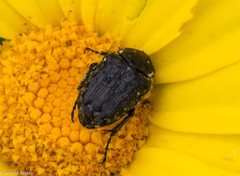 Oxythyrea