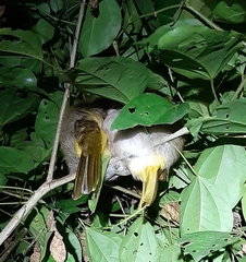 Erpornis zantholeuca