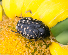 Oxythyrea