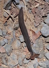 Veronicelloidea