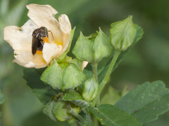 Nannotrigona testaceicornis
