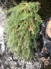 Galium clementis