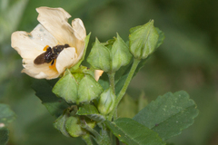 Nannotrigona testaceicornis