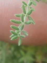 Galium clementis