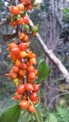 Coprosma rhynchocarpa