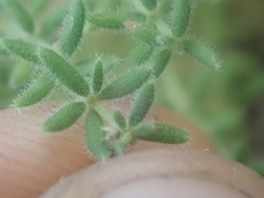 Galium clementis