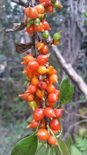 Coprosma rhynchocarpa