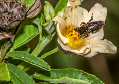 Nannotrigona testaceicornis