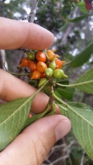 Coprosma rhynchocarpa