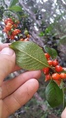 Coprosma rhynchocarpa