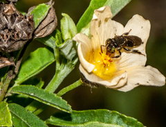 Nannotrigona testaceicornis