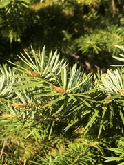 Abies bracteata