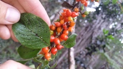 Coprosma rhynchocarpa