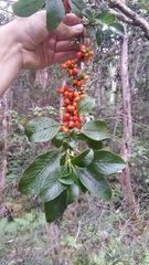 Coprosma rhynchocarpa