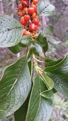 Coprosma rhynchocarpa