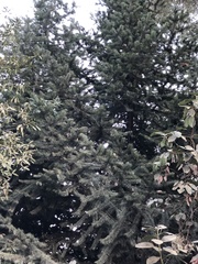 Abies bracteata