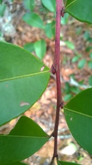 Lyonia lucida