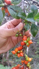 Coprosma rhynchocarpa