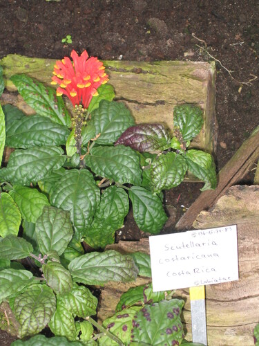 Scutellaria costaricana iNat (1)