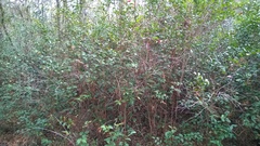 Lyonia lucida