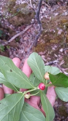 Vaccinium calycinum