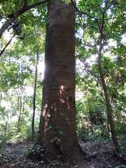 Enterolobium cyclocarpum