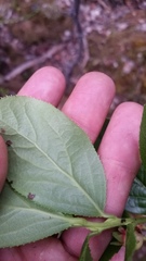 Vaccinium calycinum
