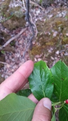 Vaccinium calycinum