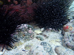 Aspasmogaster costata