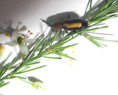 Sigrisma cylindrica