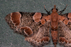 Chloroclystis lichenodes