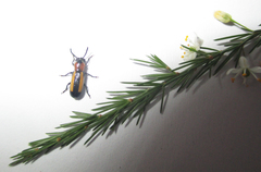 Sigrisma cylindrica