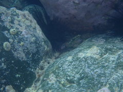 Halichoeres nebulosus