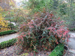 Berberis levis