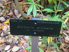 Berberis levis